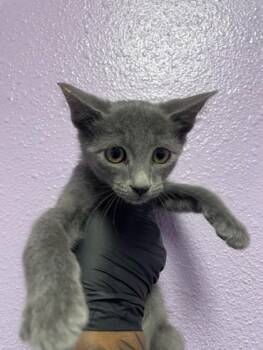 Chad -  Domestic Short Hair Cat for Adoption in El Paso, Texas - Chad | PetCurious