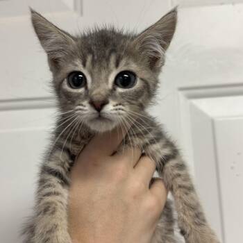 Forky -  Domestic Short Hair Cat for Adoption in Columbia, South Carolina - Forky | PetCurious