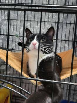 Domestic Short Hair Cats Available for Adoption - Merry | PetCurious