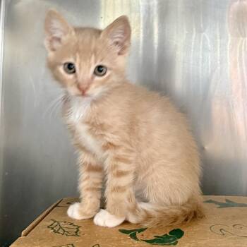 Pedro -  Domestic Short Hair Cat for Adoption in Palm Springs, California - Pedro | PetCurious