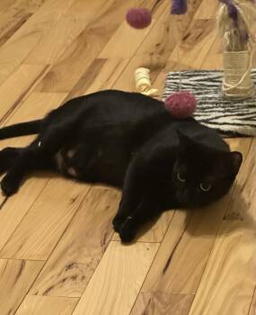 Domestic Short Hair Cats Available for Adoption - Twilight | PetCurious