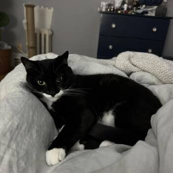 Harreit -  Domestic Short Hair Cat for Adoption in Worcester, Massachusetts - Harreit | PetCurious