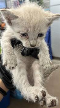 DOTS -  Domestic Short Hair Cat for Adoption in Dallas, Texas - DOTS | PetCurious