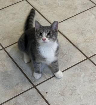Shilling -  Tabby Cat for Adoption in Columbia, South Carolina - Shilling | PetCurious