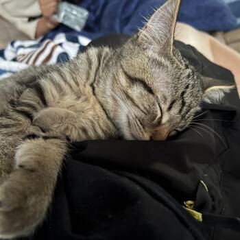 Timothy -  Domestic Short Hair Cat for Adoption in Laramie, Wyoming - Timothy | PetCurious