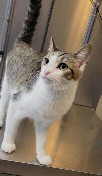 MARIGOLD -  Domestic Short Hair Cat for Adoption in Sandusky, Ohio - MARIGOLD | PetCurious