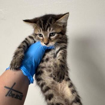 Fire Alarm -  Domestic Short Hair Cat for Adoption in Columbiana, Alabama - Fire Alarm | PetCurious
