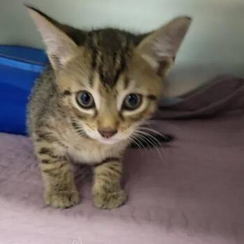 Domestic Short Hair Cats Available for Adoption in Beaumont, Texas - Sully | PetCurious