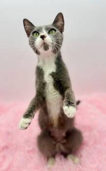 Bluebell -  Russian Blue Cat for Adoption in Covington, Louisiana - Bluebell | PetCurious