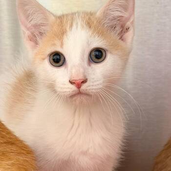 Apricot -  Domestic Short Hair Cat for Adoption in Madisonville, Tennessee - Apricot | PetCurious