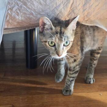 Goldie -  Domestic Short Hair Cat for Adoption in Chicago, Illinois - Goldie | PetCurious
