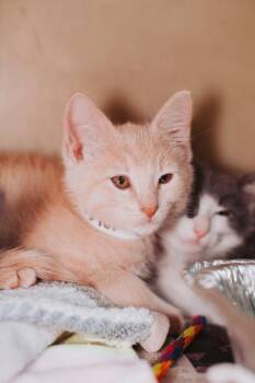 93761a Tobias-Petco North Charleston -  Domestic Short Hair Cat for Adoption in North Charleston, South Carolina - 93761a Tobias-Petco North Charleston | PetCurious
