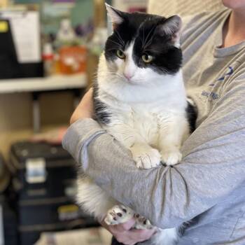 Domestic Short Hair Cats Available for Adoption - Jupiter | PetCurious