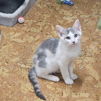 Tuffy -  Domestic Short Hair Cat for Adoption in Richmond, Virginia - Tuffy | PetCurious