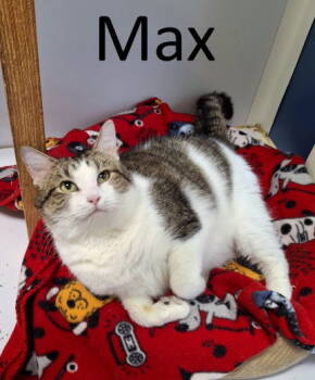 Rescue Tabby and Domestic Short Hair Cats for Adoption in Mountain View, Arkansas - Max | PetCurious