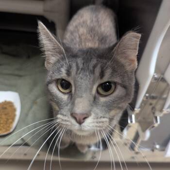 Avi -  Domestic Short Hair Cat for Adoption in Springfield, Illinois - Avi | PetCurious