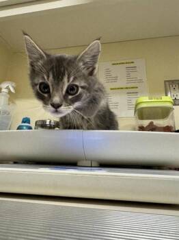 MEATLOAF -  Domestic Short Hair Cat for Adoption in Fremont, California - MEATLOAF | PetCurious