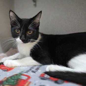 Aaron -  Domestic Short Hair Cat for Adoption in Pittsburgh, Pennsylvania - Aaron | PetCurious
