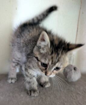 Domestic Short Hair Cats Available for Adoption in Brainerd, Minnesota - Sadie | PetCurious