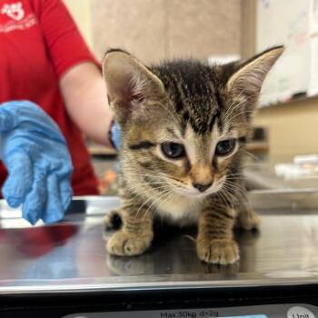 Rose -  Domestic Short Hair Cat for Adoption in Birmingham, Alabama - Rose | PetCurious