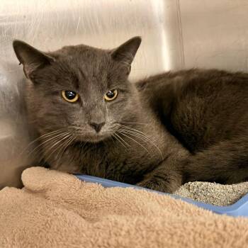 Domestic Short Hair Cats Available for Adoption - Havoc | PetCurious