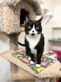 Domestic Short Hair Cats Available for Adoption in Boise, Idaho - Bessie | PetCurious