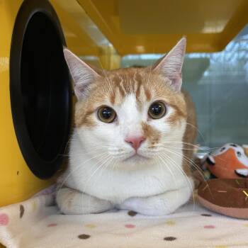 H.P. Lovecat -  Domestic Short Hair Cat for Adoption in Abilene, Texas - H.P. Lovecat | PetCurious