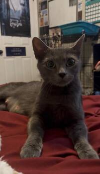 Willow Dark Gray Beauty (Brittney-fostered in TN) -  Russian Blue and Domestic Short Hair Cat for Adoption in Brighton, Tennessee - Willow Dark Gray Beauty (Brittney-fostered In TN) | PetCurious