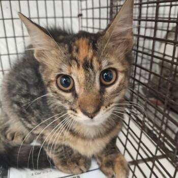 Helena -  Domestic Short Hair Cat for Adoption in Edinburg, Texas - Helena | PetCurious