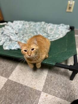 RUCKER -  Domestic Short Hair Cat for Adoption in Chillicothe, Ohio - RUCKER | PetCurious