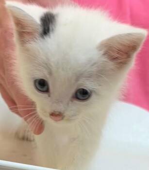 LAINEY -  Domestic Short Hair Cat for Adoption in Elizabethton, Tennessee - LAINEY | PetCurious