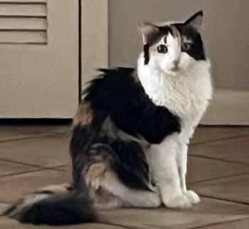 Only 2 days left. Help Cali and Batman -  American Shorthair Cat for Adoption in Fort Myers Beach, Florida - Only 2 Days Left. Help Cali And Batman | PetCurious