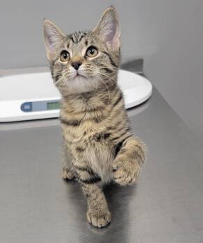 Rescue Domestic Short Hair and Tabby Cats for Adoption in Somerset, Kentucky - Andarna | PetCurious