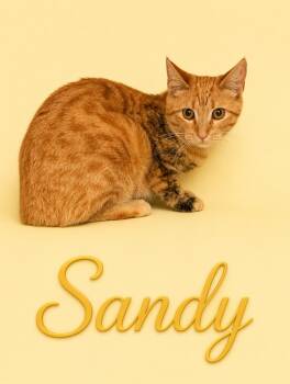 Sandy (FCID# 05/07/2026 - 16 Middletown PS) C -  Tabby and Tortoiseshell Cat for Adoption in Greenville, Delaware - Sandy (FCID# 05/07/2026 - 16 Middletown PS) C | PetCurious