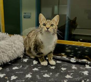 Winny -  Domestic Short Hair Cat for Adoption in Suffolk, Virginia - Winny | PetCurious