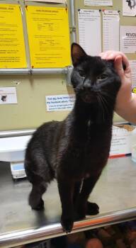 Rescue Domestic Short Hair Cats for Adoption in Muncie, Indiana - Sawyer | PetCurious