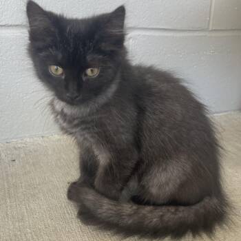 Lars -  Domestic Long Hair Cat for Adoption in New Philadelphia, Ohio - Lars | PetCurious
