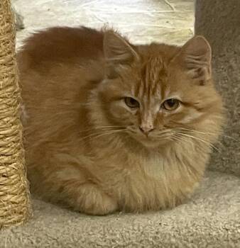 Rescue Domestic Medium Hair Cats for Adoption in Neillsville, Wisconsin - Dots | PetCurious