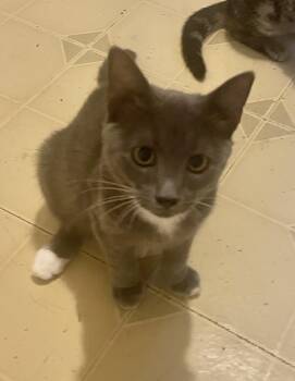 Greyson -  Domestic Short Hair Cat for Adoption in Troy, New York - Greyson | PetCurious