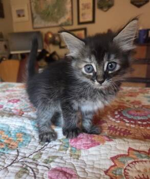 Mary -  Tabby Cat for Adoption in Trophy Club, Texas - Mary | PetCurious