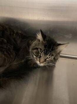 Domestic Medium Hair and Domestic Short Hair Cats Available for Adoption in Lafayette, Indiana - Pickles | PetCurious