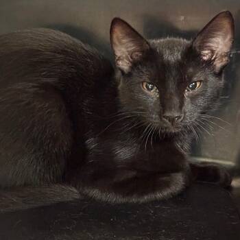 DJ Khalid -  Domestic Short Hair Cat for Adoption in Lynchburg, Virginia - DJ Khalid | PetCurious