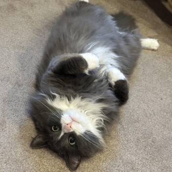 Meena -  Domestic Long Hair Cat for Adoption in Providence, Rhode Island - Meena | PetCurious