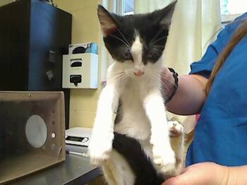 NACHO -  Domestic Short Hair Cat for Adoption in Cookeville, Tennessee - NACHO | PetCurious