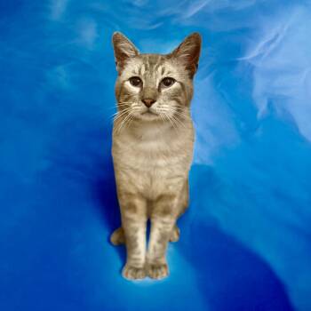 Rescue Siamese and Tabby Cats for Adoption in League City, Texas - Hulu | PetCurious