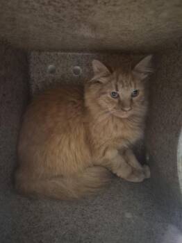 Nf14 -  Domestic Medium Hair Cat for Adoption in Lawrenceville, Georgia - Nf14 | PetCurious