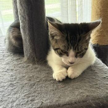 Bruno -  Domestic Short Hair Cat for Adoption in Pittsburgh, Pennsylvania - Bruno | PetCurious