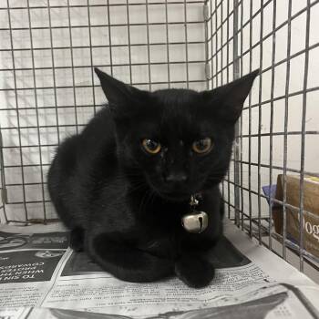 Mystique -  Domestic Short Hair Cat for Adoption in Edinburg, Texas - Mystique | PetCurious