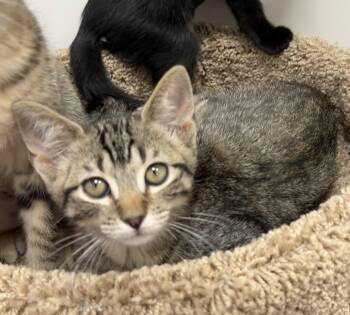 Whiskey- Riley Fuzzel Petsmart -  Domestic Short Hair Cat for Adoption in Spring, Texas - Whiskey- Riley Fuzzel Petsmart | PetCurious