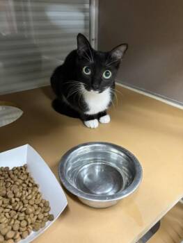 A186167 -  Domestic Short Hair Cat for Adoption in Pasadena, Texas - A186167 | PetCurious